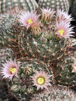 Mammillaria barbarta - Black Jack Canyon